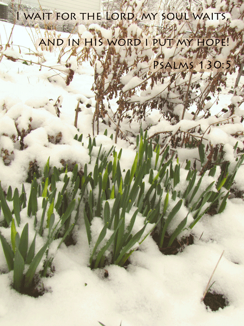 Waiting for Spring-daffodils with snow